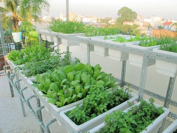 Trồng vườn rau sạch trên sân thượng